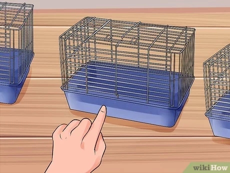 1. A comfortable cage is important for a hamster's well-being.