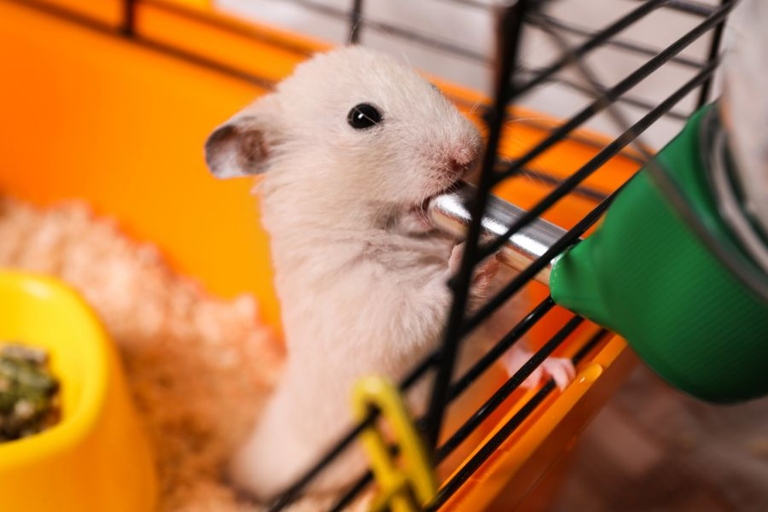 1. Depression and stress can lead to increased water intake in hamsters.