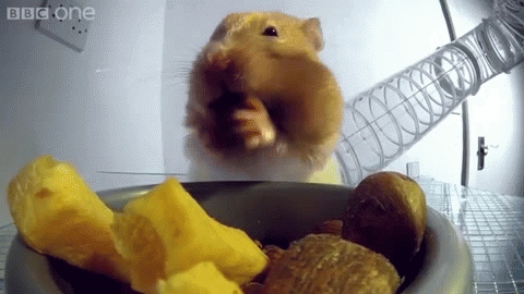 1. Hamsters stuff their cheeks to store food for later.