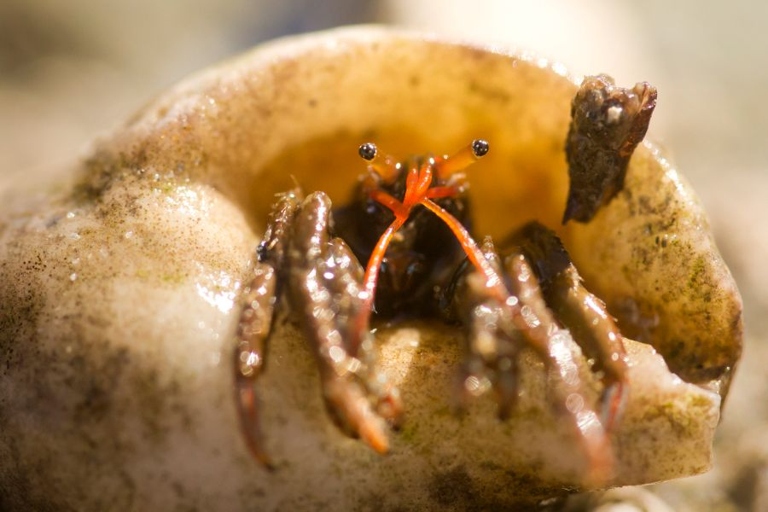 1. Hermit crabs chirp to communicate their general discomfort.