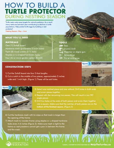 1. If you find turtle eggs in your yard, here are seven tips on how to take care of them.