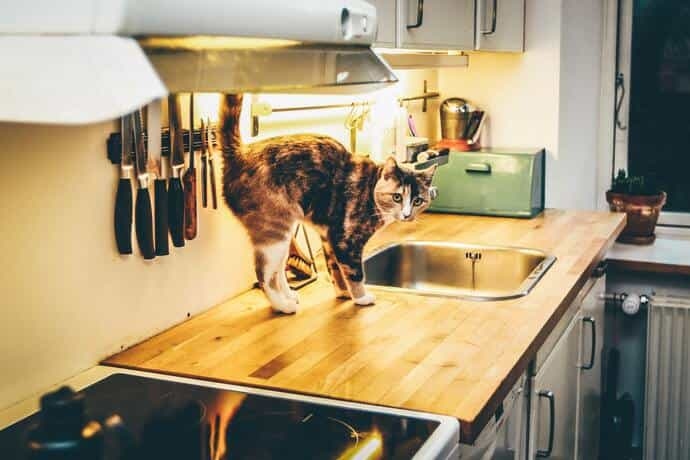 1. Keep your cat out of cabinets by keeping them clean and free of food debris.