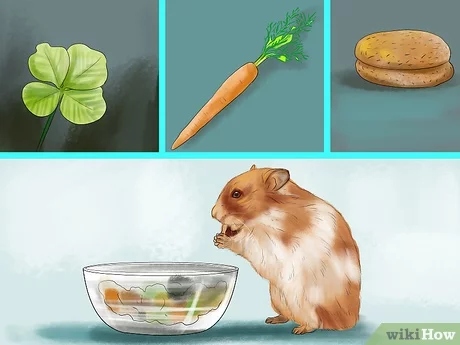 1. Low-quality food is one of the reasons your hamster may be losing weight.