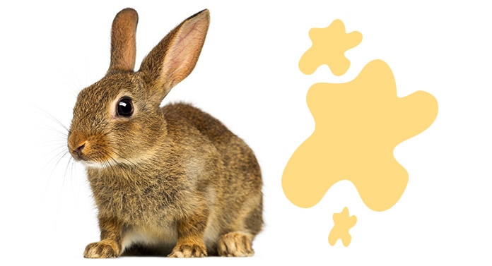 1- Not an Ideal Long Term Solution: While there are many possible reasons for why your rabbit is spraying urine, it is not an ideal long term solution.