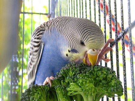 1. Your budgie may be hungry, but there are a few reasons why he may not be eating.