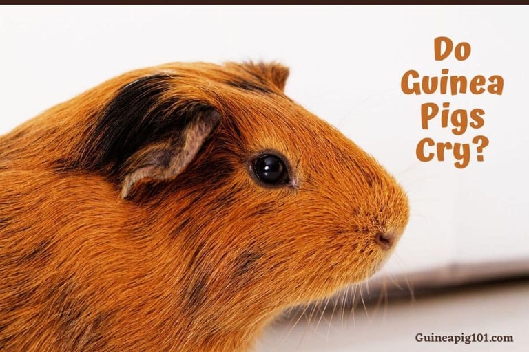 1. Your guinea pig may be crying because it's hungry.