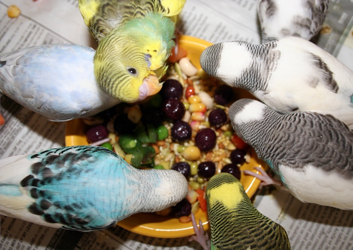 2- A healthy diet is important for your budgie's well-being.