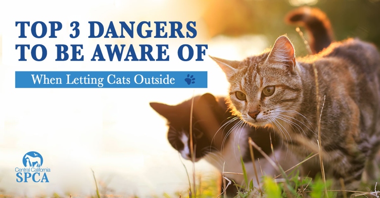 2 – Serious Injuries: Your cat may be acting weird after being outside because it has suffered a serious injury.