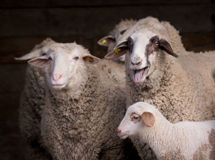 2 – Sheep that are unfamiliar with a field might be noisier during the night.