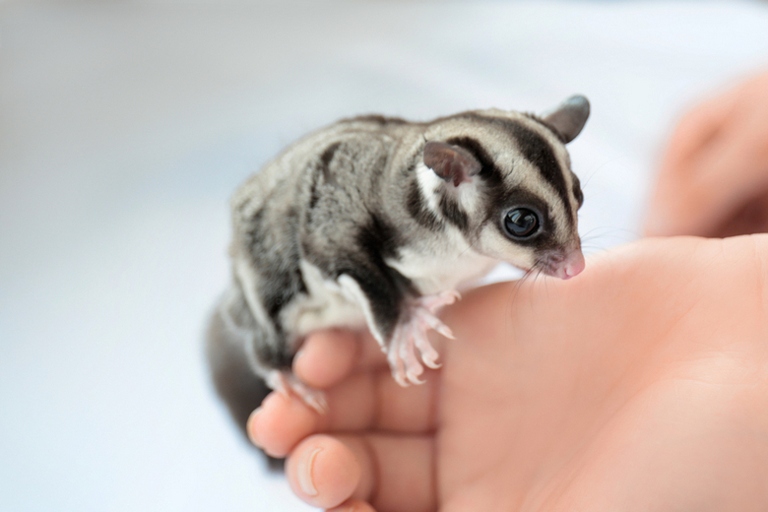 2 – Stress: A sugar glider's diet is very important for their health and well-being.