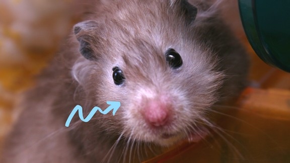 2 – Wounds from fighting are a possible cause for a hamster losing hair on its nose.
