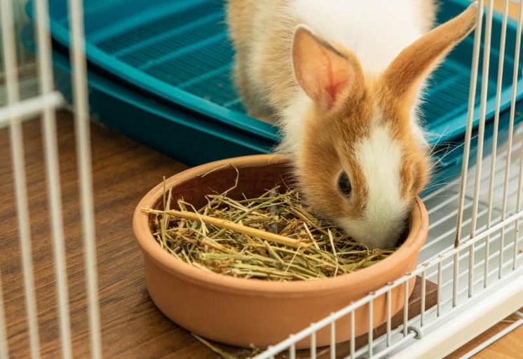 3 – A clean cage will help your rabbit stay healthy and happy.