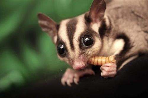 3. A sugar glider should have a water bottle available at all times. 2. 4. 5. 1. A sugar glider should eat a variety of foods to ensure a balanced diet. A sugar glider should have a diet that is high in protein and low in fat. A sugar glider's diet should consist of mostly fruits and vegetables. A sugar glider should have a diet that is free of sugar and other sweeteners.
