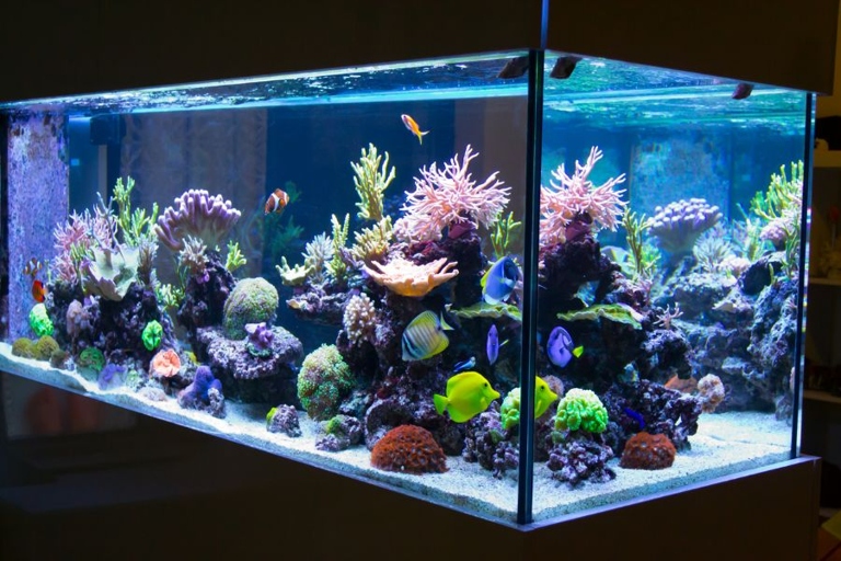 3 – Facebook Marketplace is a great way to sell a fish tank quickly.