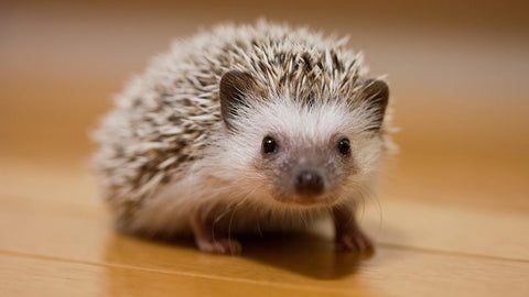 3. Hedgehogs can also benefit from being placed in a heated enclosure. Be sure to check the temperature of the room before placing your hedgehog under a blanket. Hedgehogs typically like to burrow, so a blanket will help them feel more comfortable. 2. 4. Hedgehogs are susceptible to cold weather and need to be kept warm. 5. 1. A good way to keep a hedgehog warm is to provide it with a blanket.
