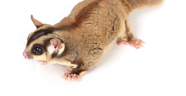 5 foods that are harmful to sugar gliders are: chocolate, caffeine, alcohol, raw meat, and avocado. Sugar gliders are small, marsupial animals native to Australia, Indonesia, and New Guinea.