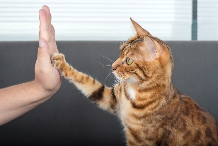 6 – You Have Set a Standard By Allowing Needy Behavior: If you have been catering to your cat's every need, you have likely created a needy animal.