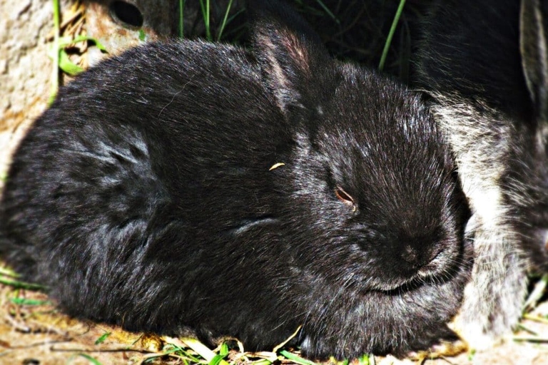 A black rabbit is considered to be lucky in many cultures.