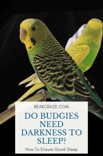 A budgie's sleep cycle should be 12 hours of light and 12 hours of darkness.