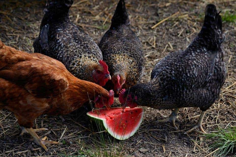 A chicken's diet should consist of mostly grains, with some vegetables as a supplement.