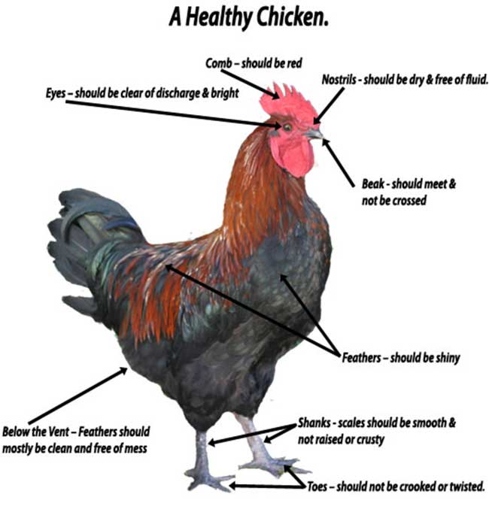 A chicken's feathers can tell you a lot about its health.