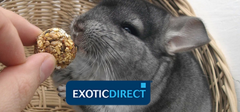 A chinchilla's diet consists mostly of hay, pellets, and vegetables.