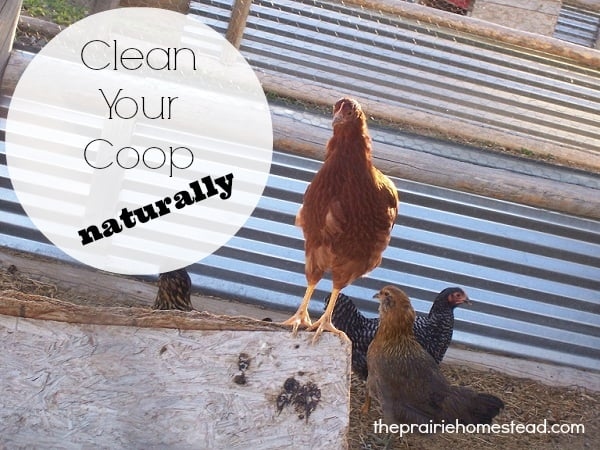 A cleaning schedule will help keep your chickens and their coop clean.