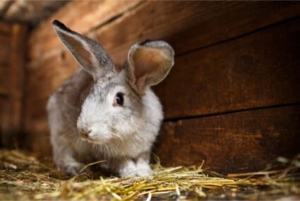 A common reason for a rabbit eating paper is constipation.