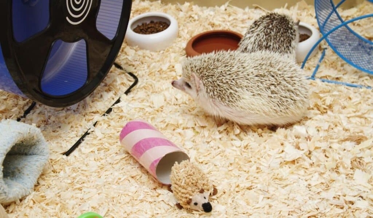 A common reason why hedgehogs might stink is because of a dirty cage or bedding.