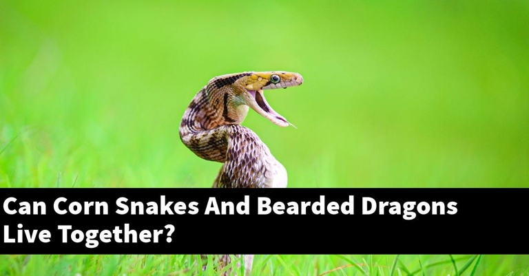 A corn snake and a bearded dragon can live together if the corn snake has a hiding place and the bearded dragon has its own basking spot.