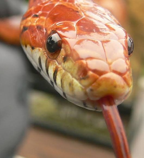 A corn snake not eating is a cause for concern and may indicate a health problem.