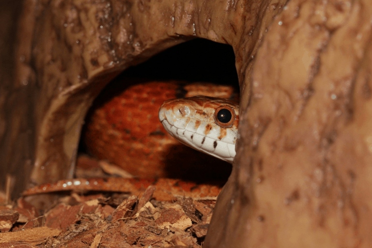 A corn snake should have a cage that is at least 20 gallons.