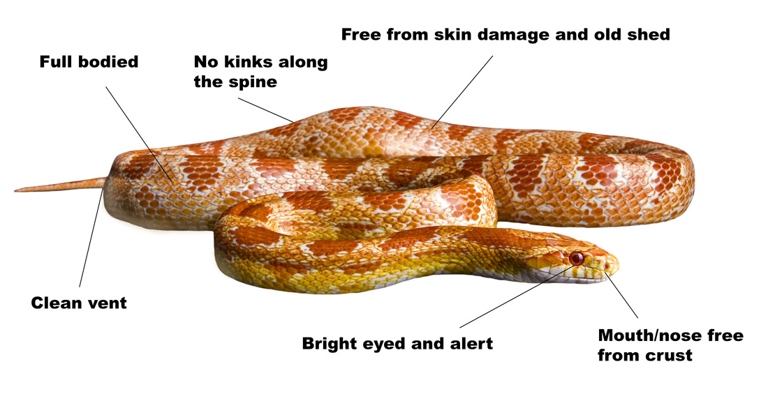 A day/night cycle is beneficial for corn snakes because it provides them with the opportunity to thermoregulate.