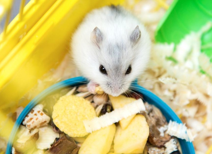 A diet for a hamster should consist of fresh vegetables and fruits, pellets, and water.