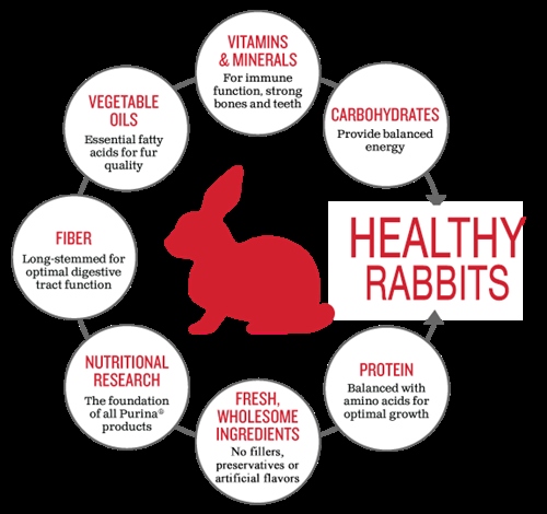 A diet high in fiber is essential for proper rabbit digestion.