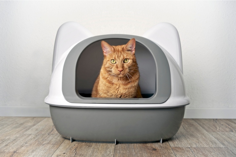 A dirty litter box is one of the most common reasons a kitten smells like poop.