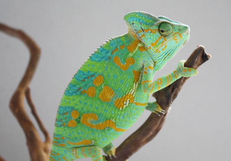 A female chameleon could be ready to lay eggs if she is hanging upside down.
