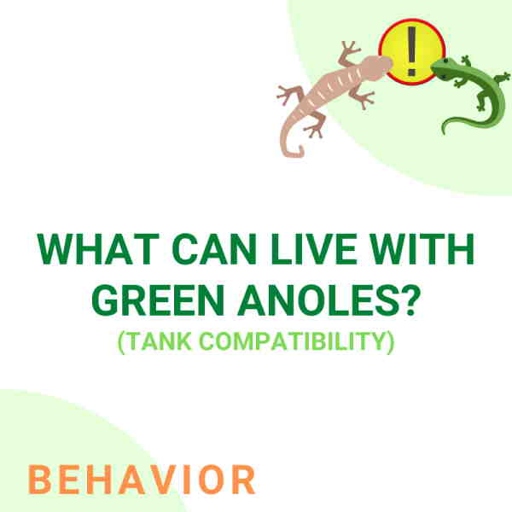 A green anole can live with other green anoles, as well as other lizards, in a habitat with plenty of hiding places.