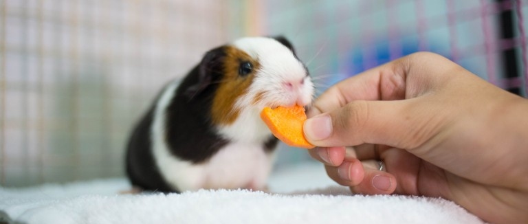 A guinea pig's diet should be mostly hay, fresh vegetables, and a small number of pellets, with the occasional treat.