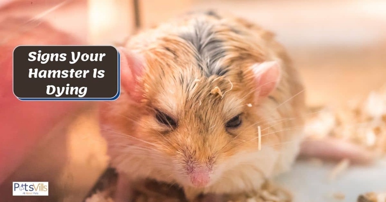 A hamster's death is typically caused by old age, disease, or injury.