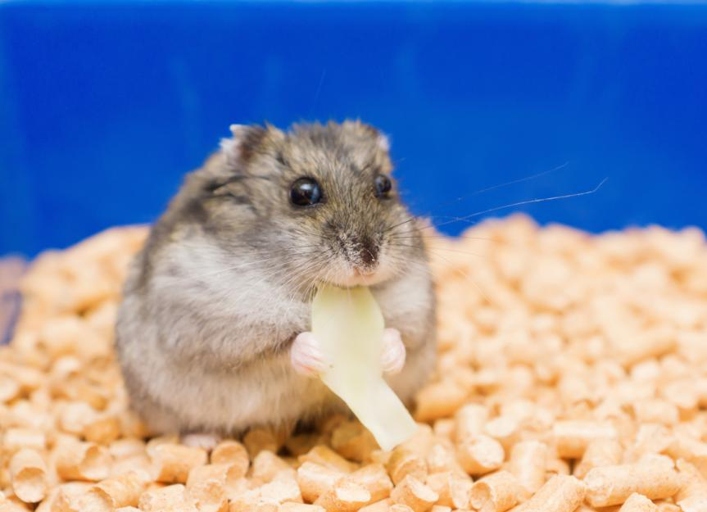 A hamster's eyes may bulge due to allergies.