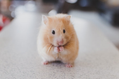 A hamster's life expectancy is 2-3 years.