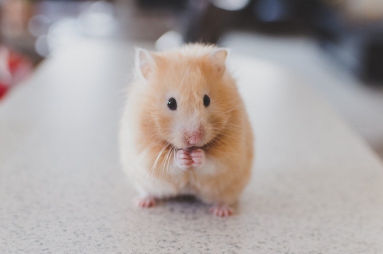 A hamster's life expectancy is about 2-3 years.