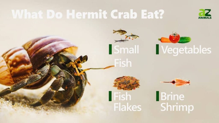 A healthy diet for a hermit crab includes a variety of fresh fruits and vegetables.