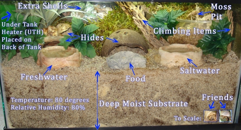 A healthy hermit crab environment should have plenty of places to hide, climb, and explore.