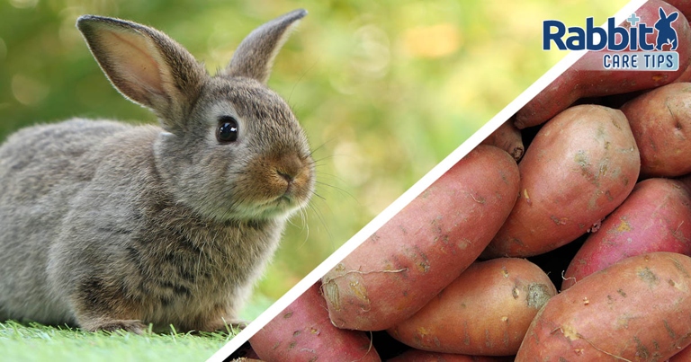 A healthy pet rabbit can eat sweet potato in moderation.