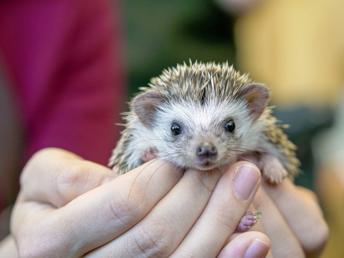 A hedgehog can be a great emotional support animal because they are small, low-maintenance, and gentle.