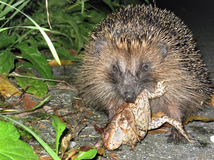 A hedgehog's diet is mostly insects, but they will also eat small mammals, lizards, and snakes.