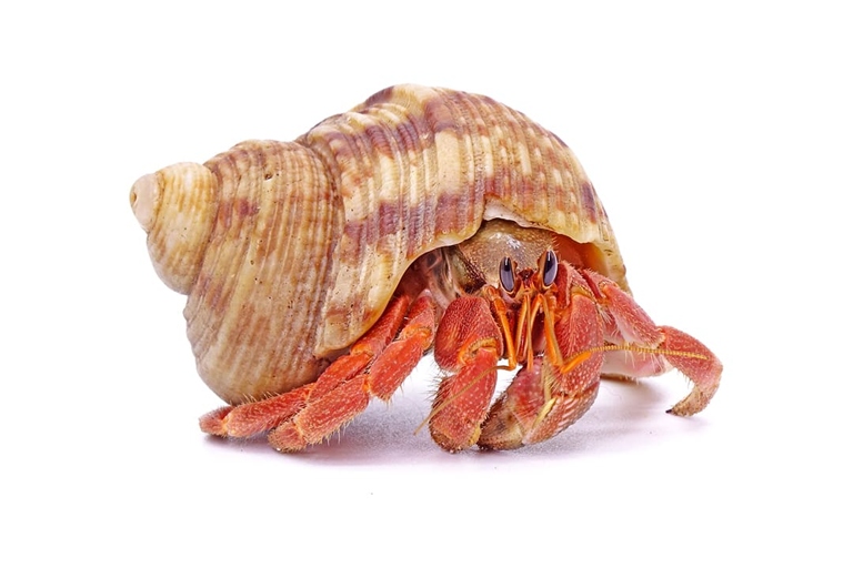 A hermit crab's diet is very important for their health and growth.