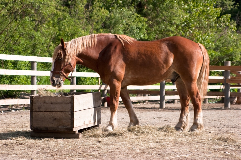 A horse's diet should consist of hay, grain, and water.
